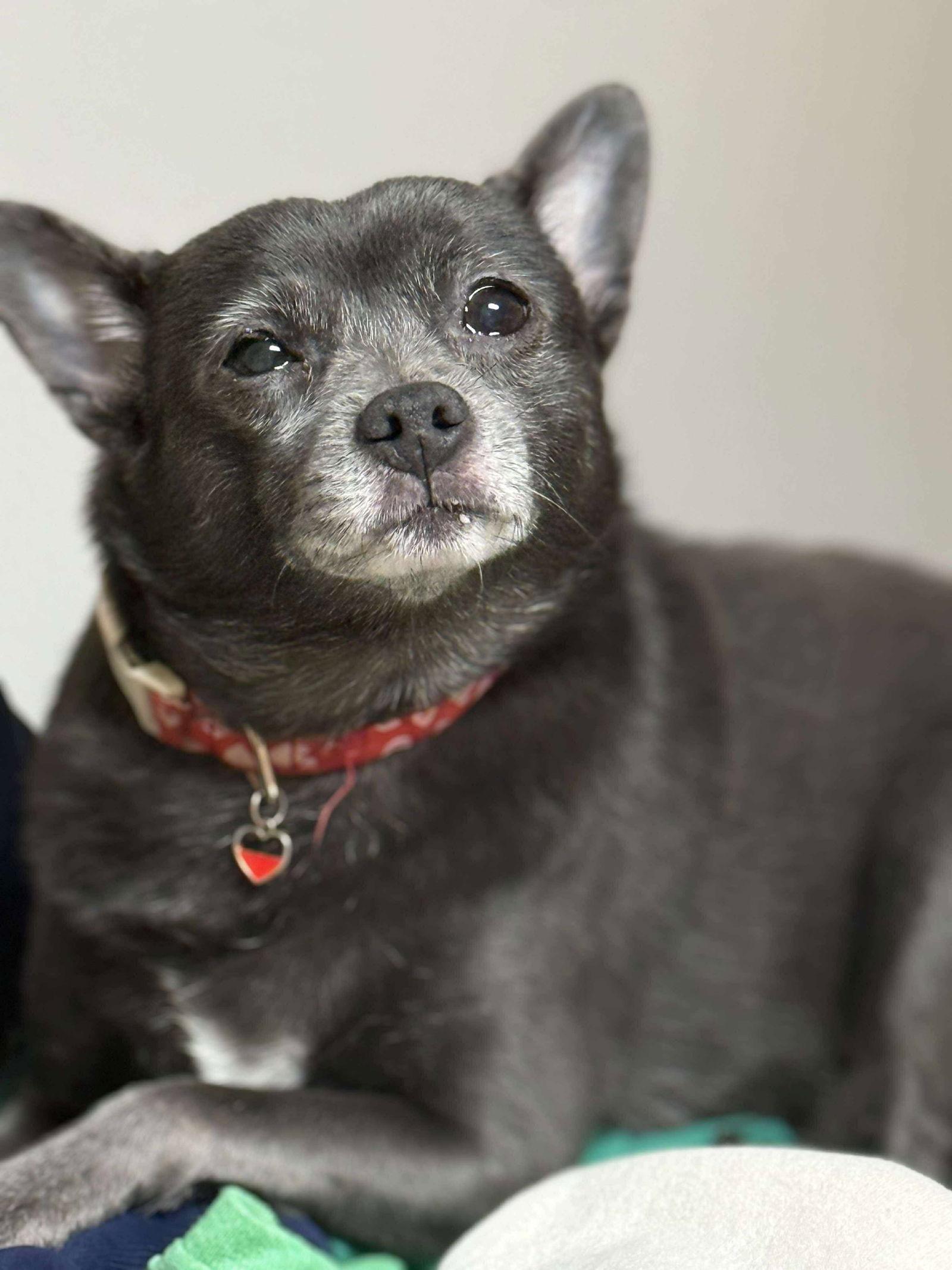 Precious, a Adoptable Pomeranian in Marshville, NC image 2/3