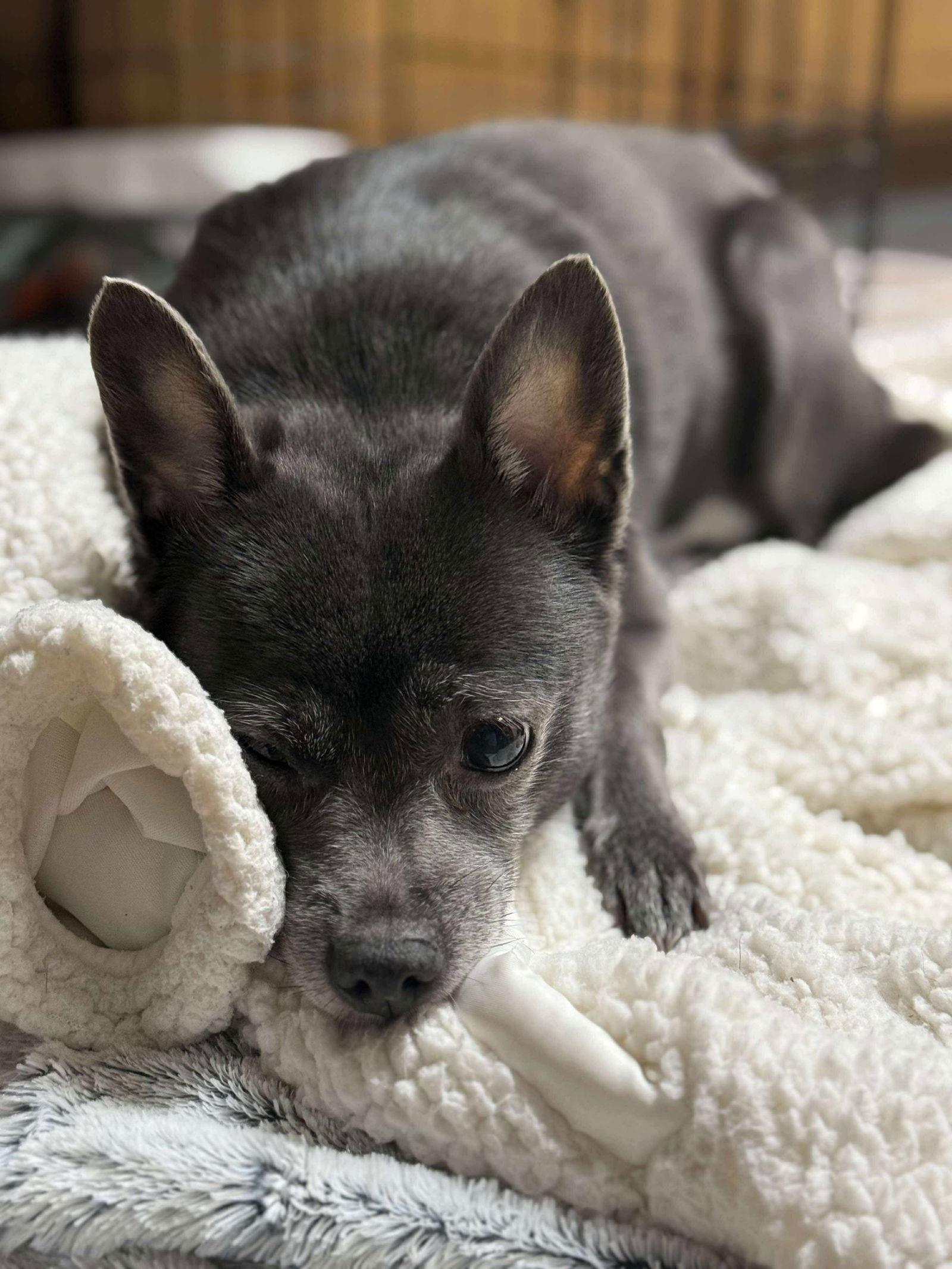 Precious, a Adoptable Pomeranian in Marshville, NC image 3/3