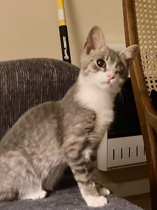 Enlarge Blinky, an adopted Domestic Short Hair in Detroit, MI image 1/1