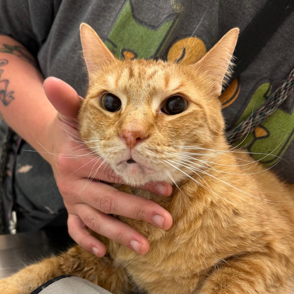 Tiger, Adoptable, Senior Male Domestic Short Hair.