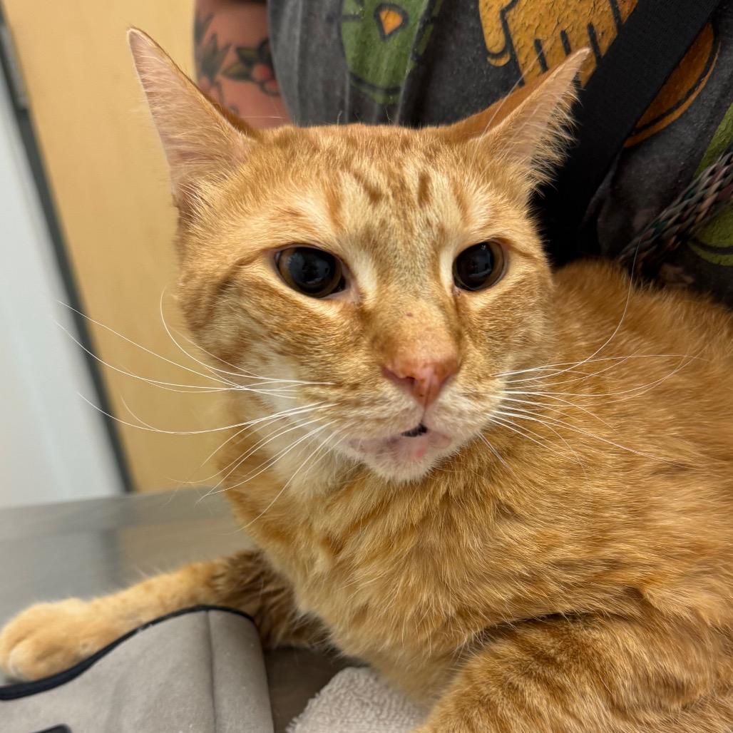 Tiger, a Adoptable Domestic Short Hair in Jacksonville, FL image 2/2