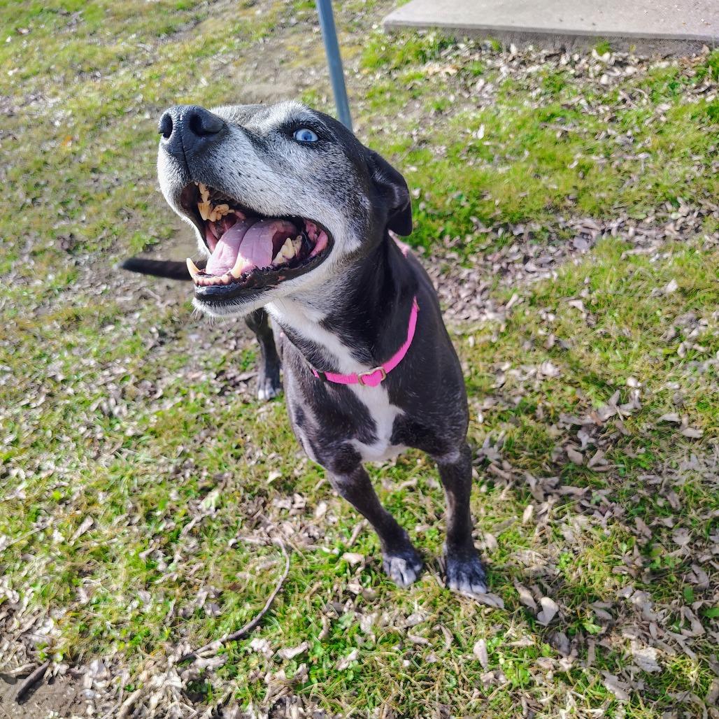 Cocoa, Adoptable, Senior Female Mixed Breed.