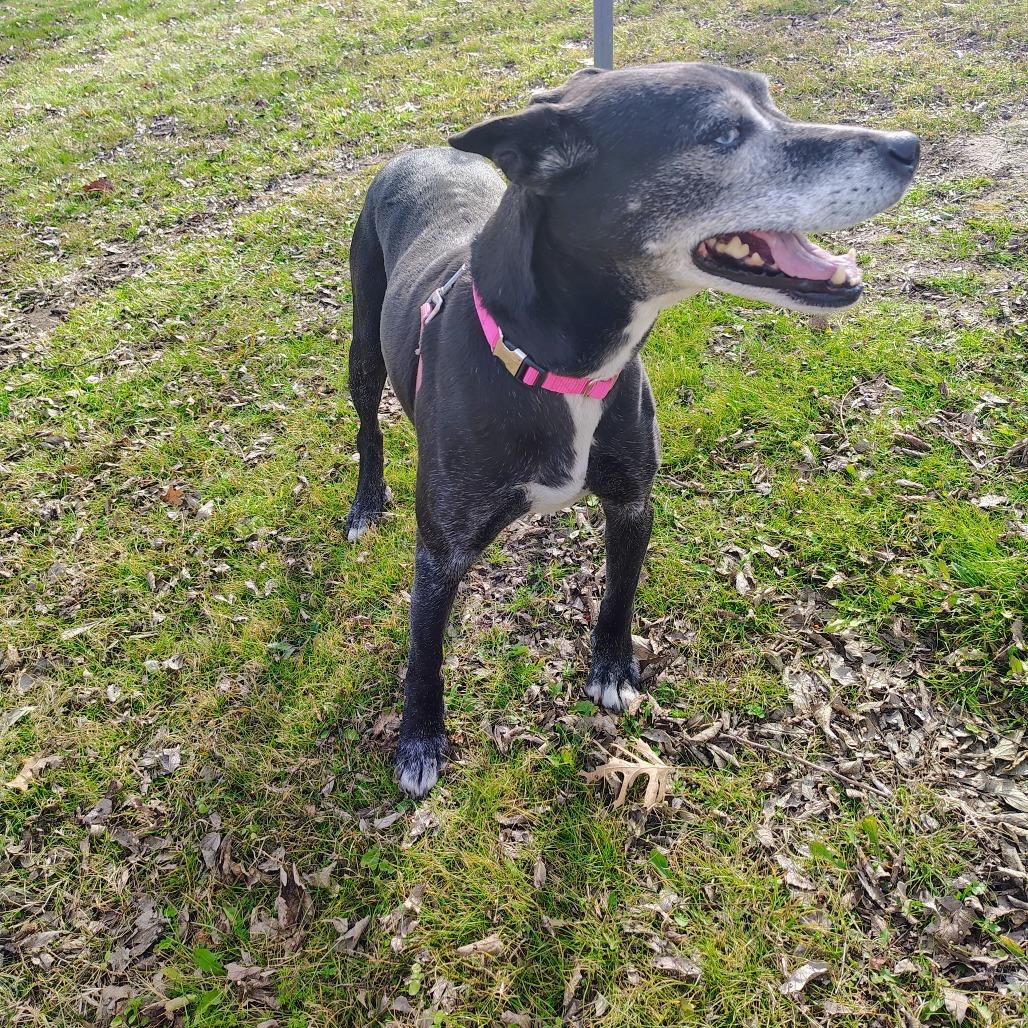 Enlarge Cocoa, a Adoptable Mixed Breed in Tulsa, OK image 2/5