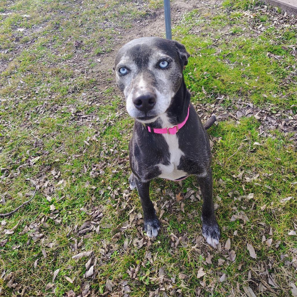 Enlarge Cocoa, a Adoptable Mixed Breed in Tulsa, OK image 3/5