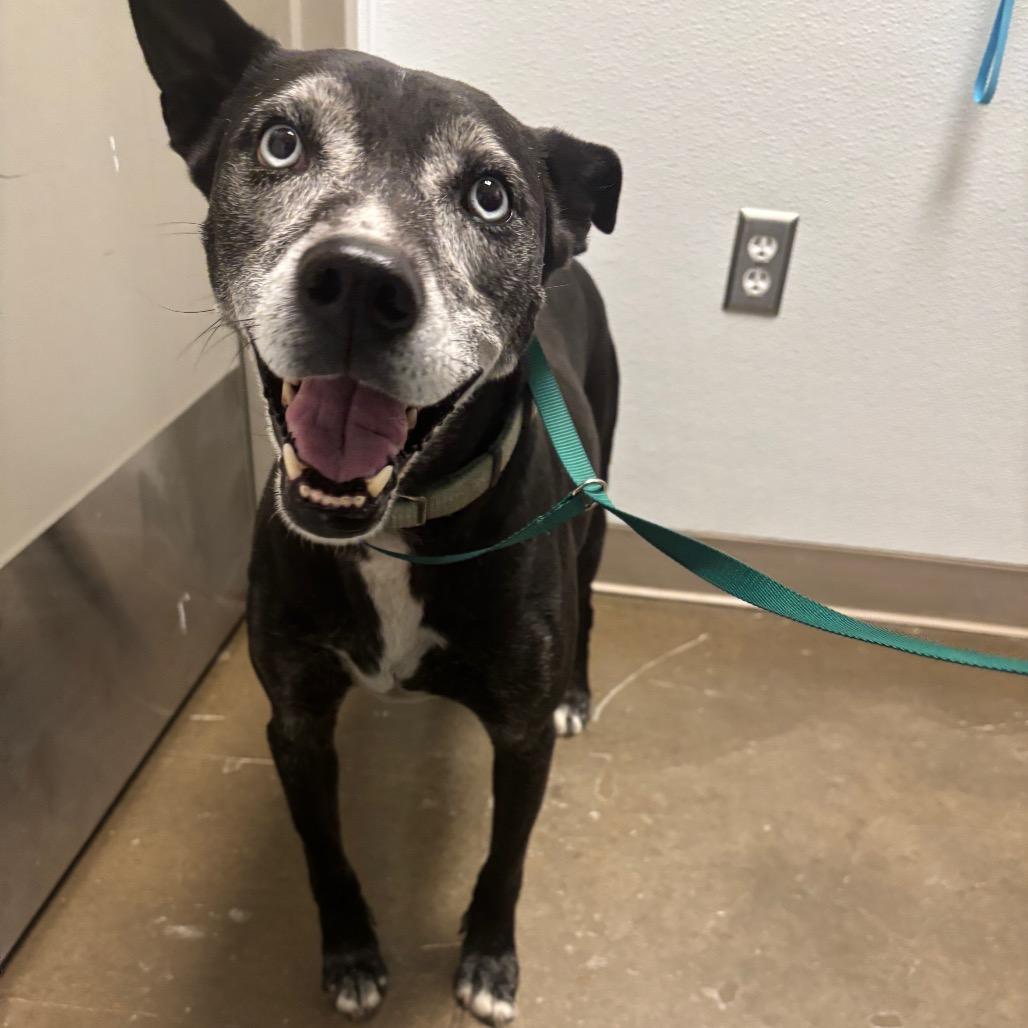 Enlarge Cocoa, a Adoptable Mixed Breed in Tulsa, OK image 4/5