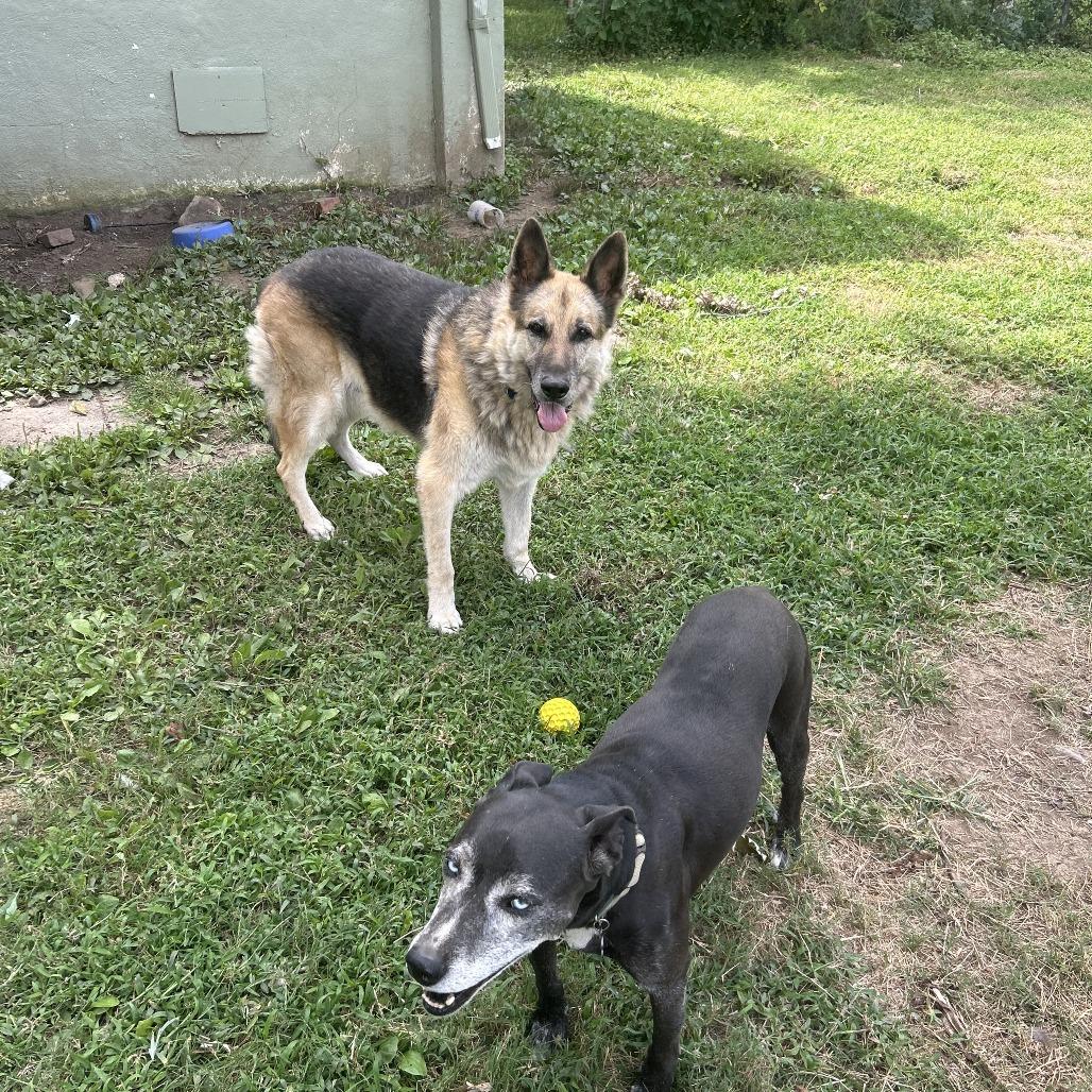 Enlarge Cocoa, a Adoptable Mixed Breed in Tulsa, OK image 5/5