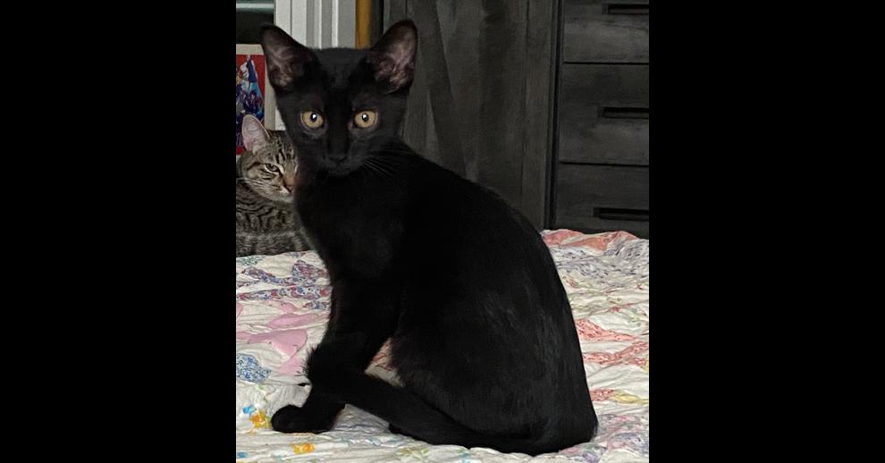 Plum, a Adoptable Domestic Short Hair in Saint Augustine, FL image 1/5