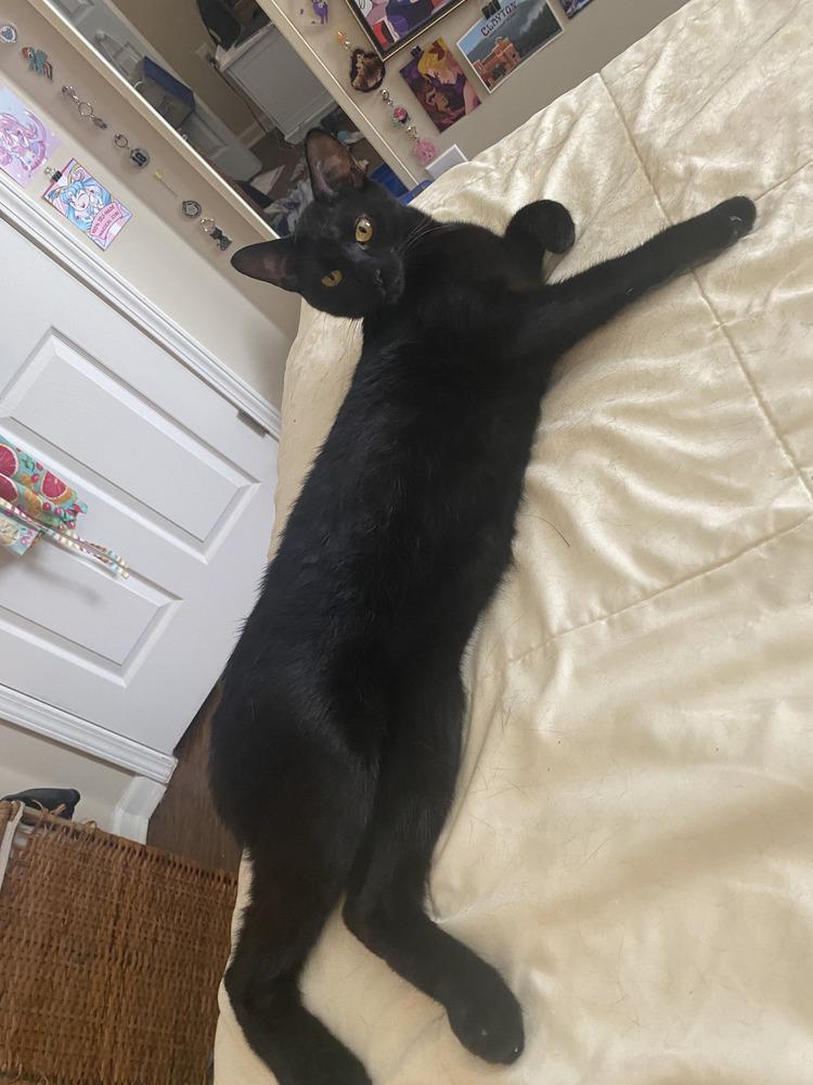 Plum, Adoptable, Adult Male Domestic Short Hair.