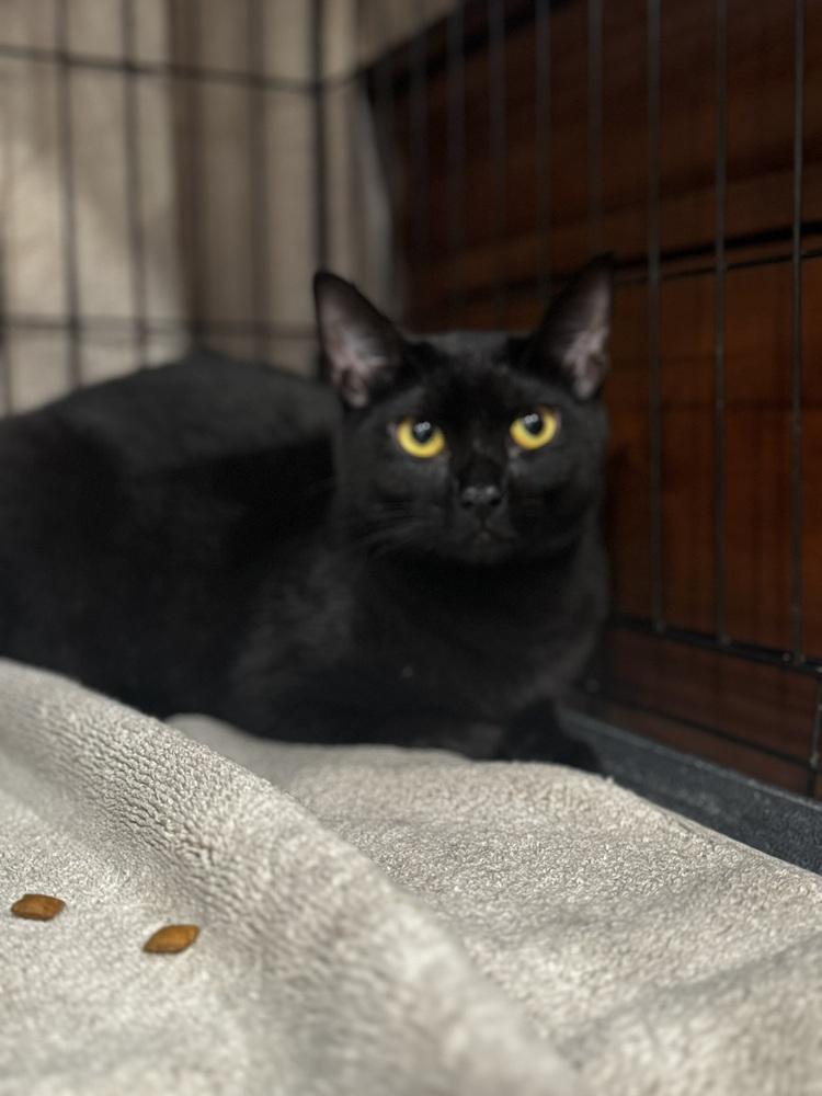 Plum, a Adoptable Domestic Short Hair in Saint Augustine, FL image 2/5