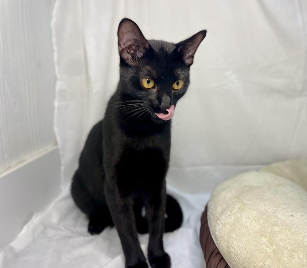 Plum, a Adoptable Domestic Short Hair in Saint Augustine, FL image 3/6