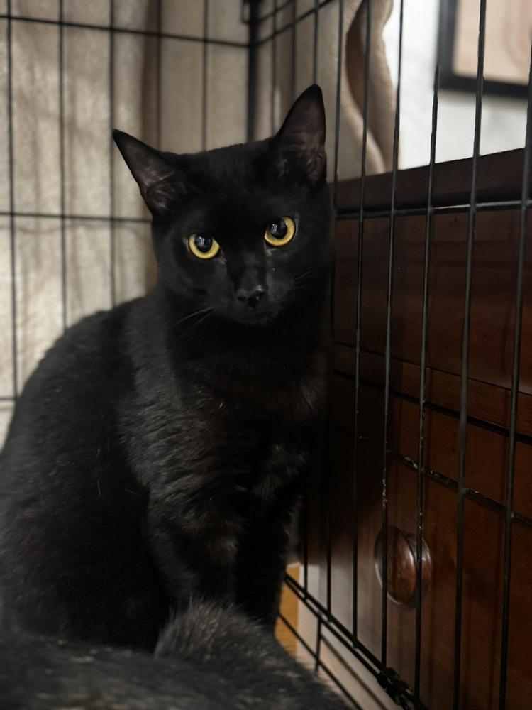 Plum, a Adoptable Domestic Short Hair in Saint Augustine, FL image 3/5