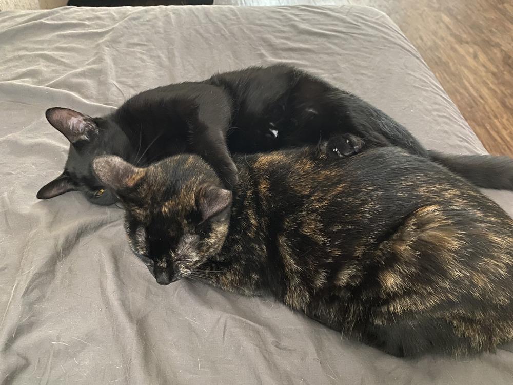 Plum, a Adoptable Domestic Short Hair in Saint Augustine, FL image 4/6