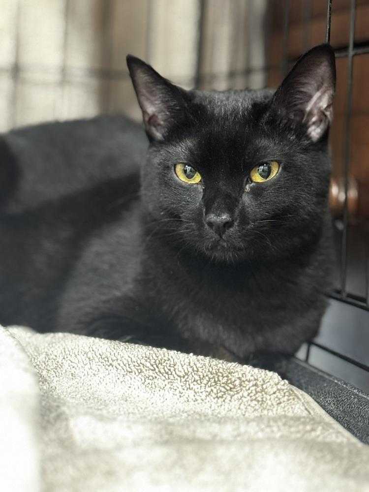 Plum, a Adoptable Domestic Short Hair in Saint Augustine, FL image 4/5