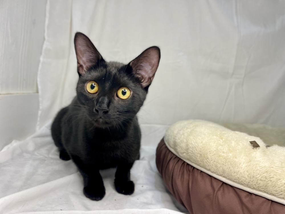 Plum, a Adoptable Domestic Short Hair in Saint Augustine, FL image 6/6