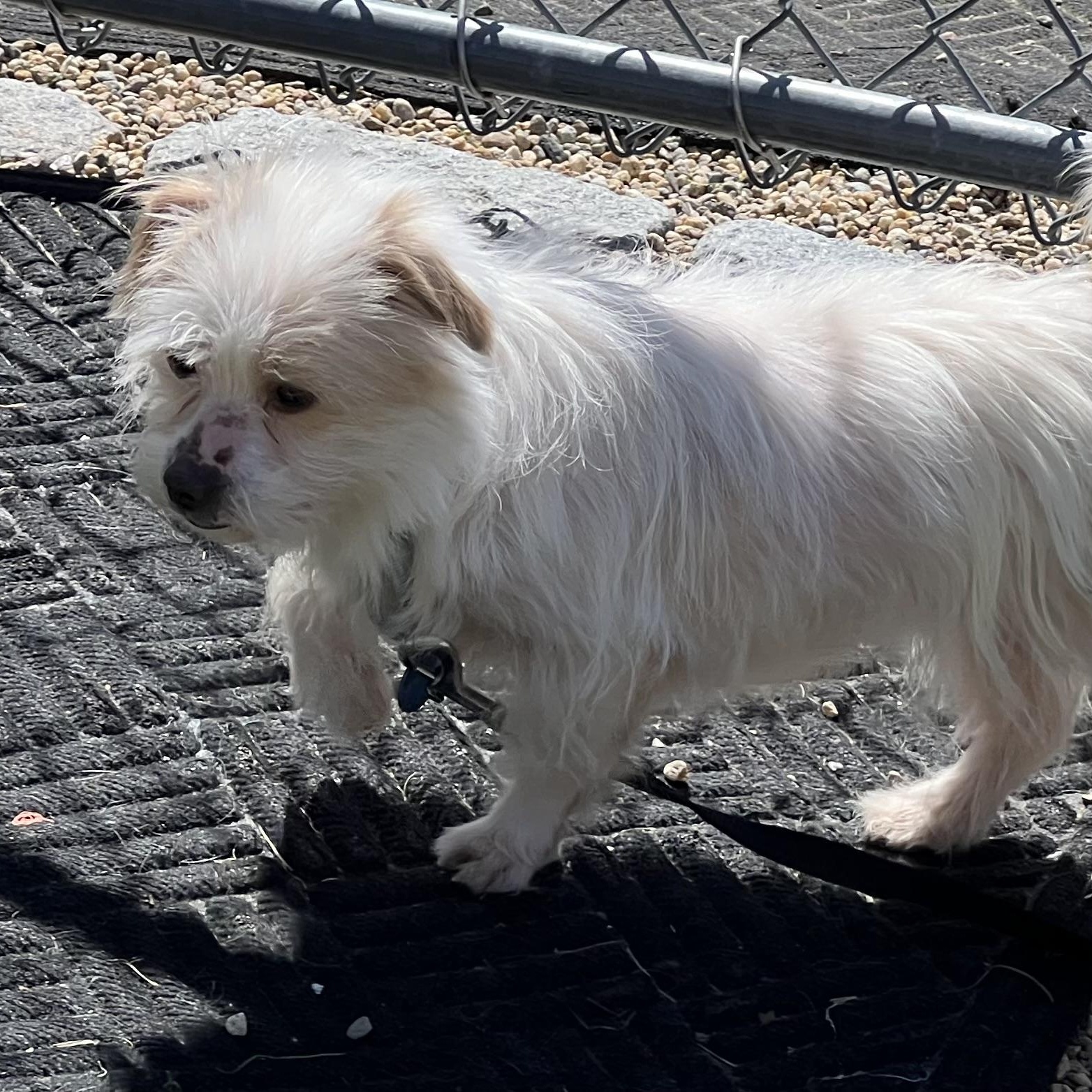 Cupcake, ADOPTABLE, Adult Female Maltese & Yorkshire Terrier.