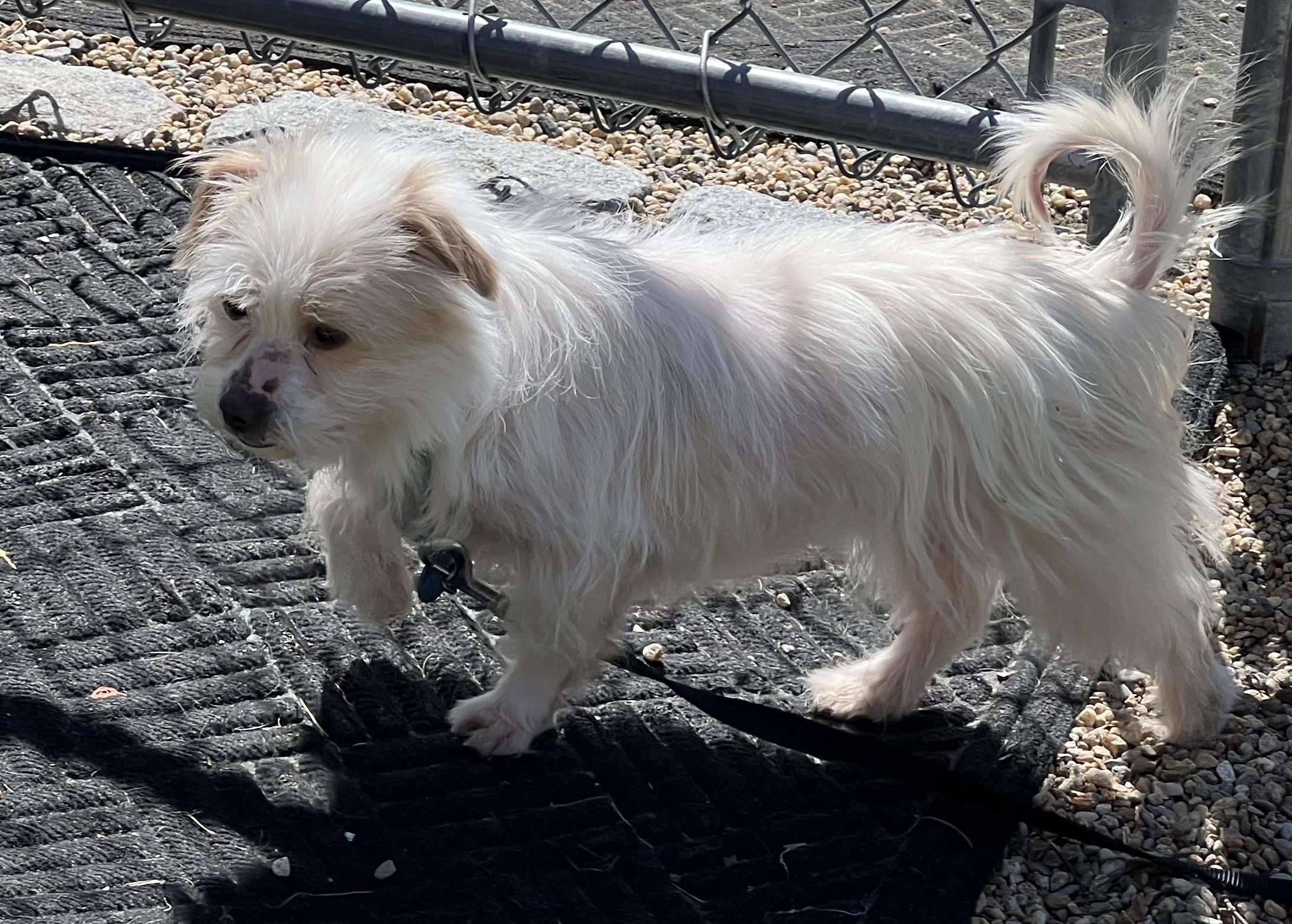 Cupcake, a ADOPTABLE mixed breed in Medfield, MA image 5/5