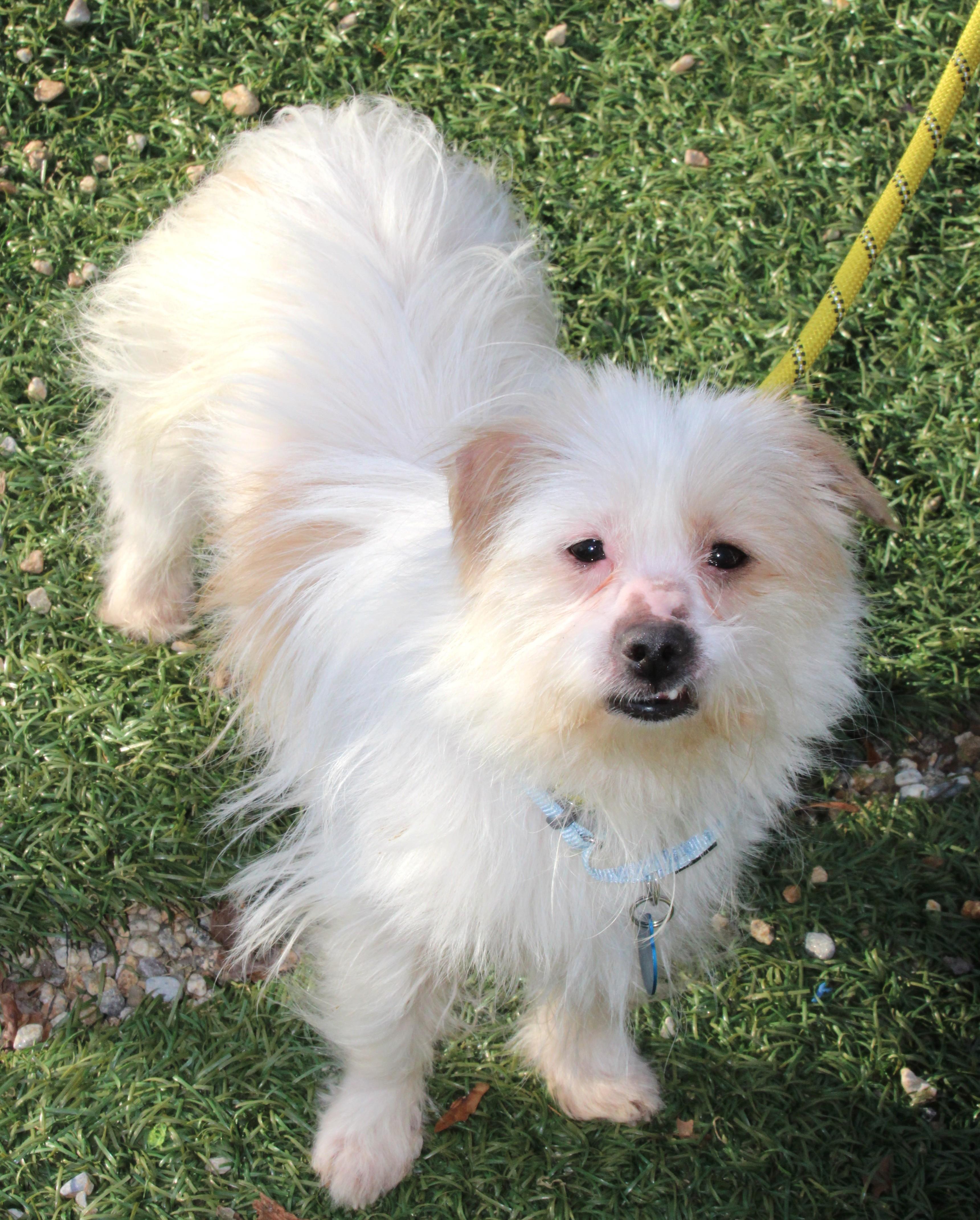 Cupcake, a ADOPTABLE mixed breed in Medfield, MA image 1/5