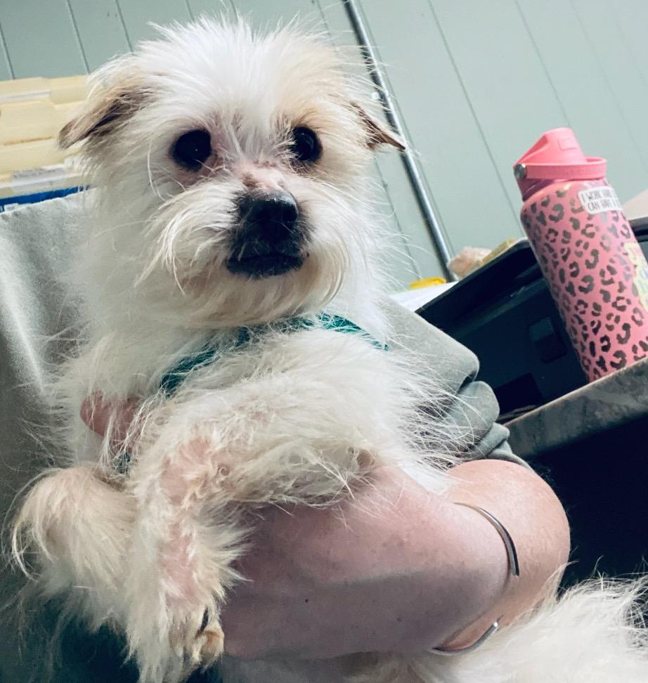 Cupcake, a ADOPTABLE mixed breed in Medfield, MA image 3/5