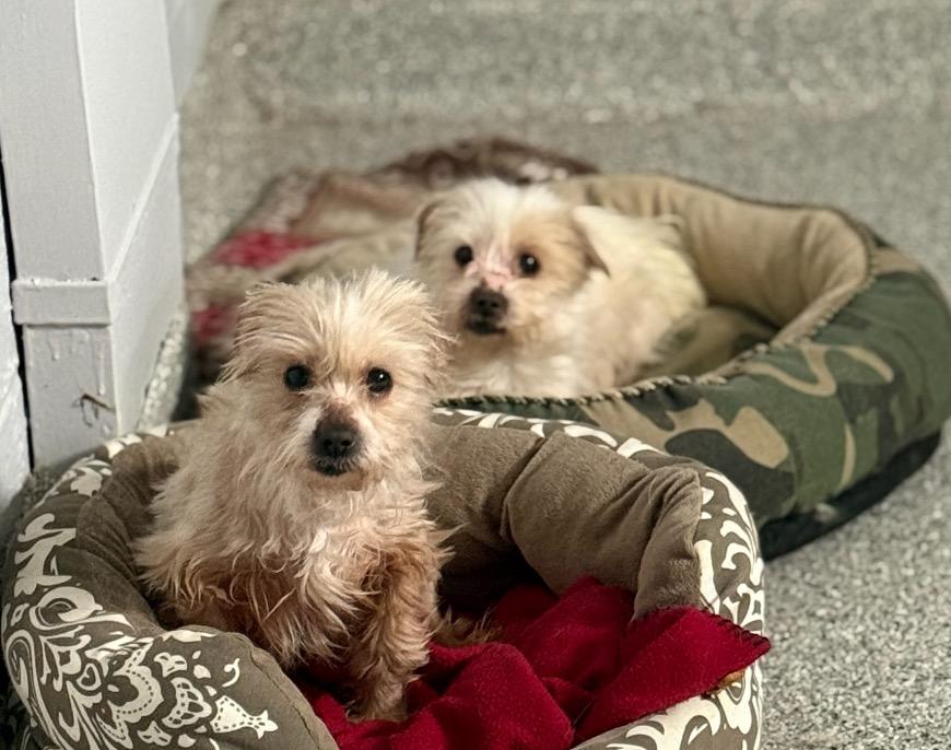 Cupcake, a ADOPTABLE mixed breed in Medfield, MA image 4/5