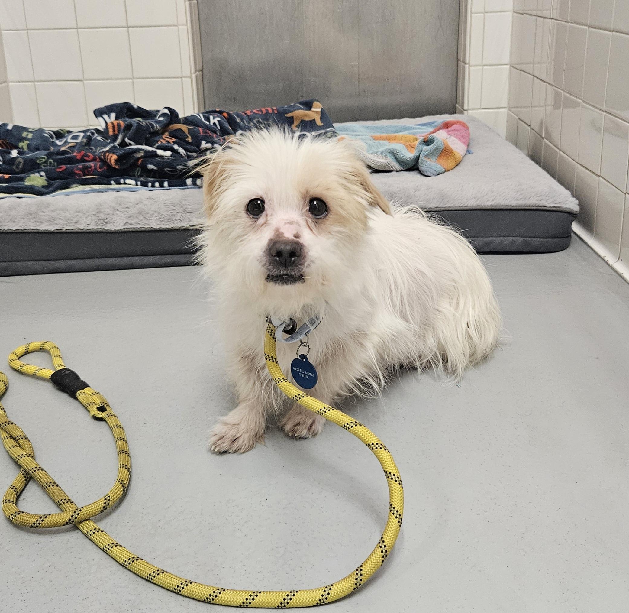 Cupcake, a ADOPTABLE mixed breed in Medfield, MA image 2/5