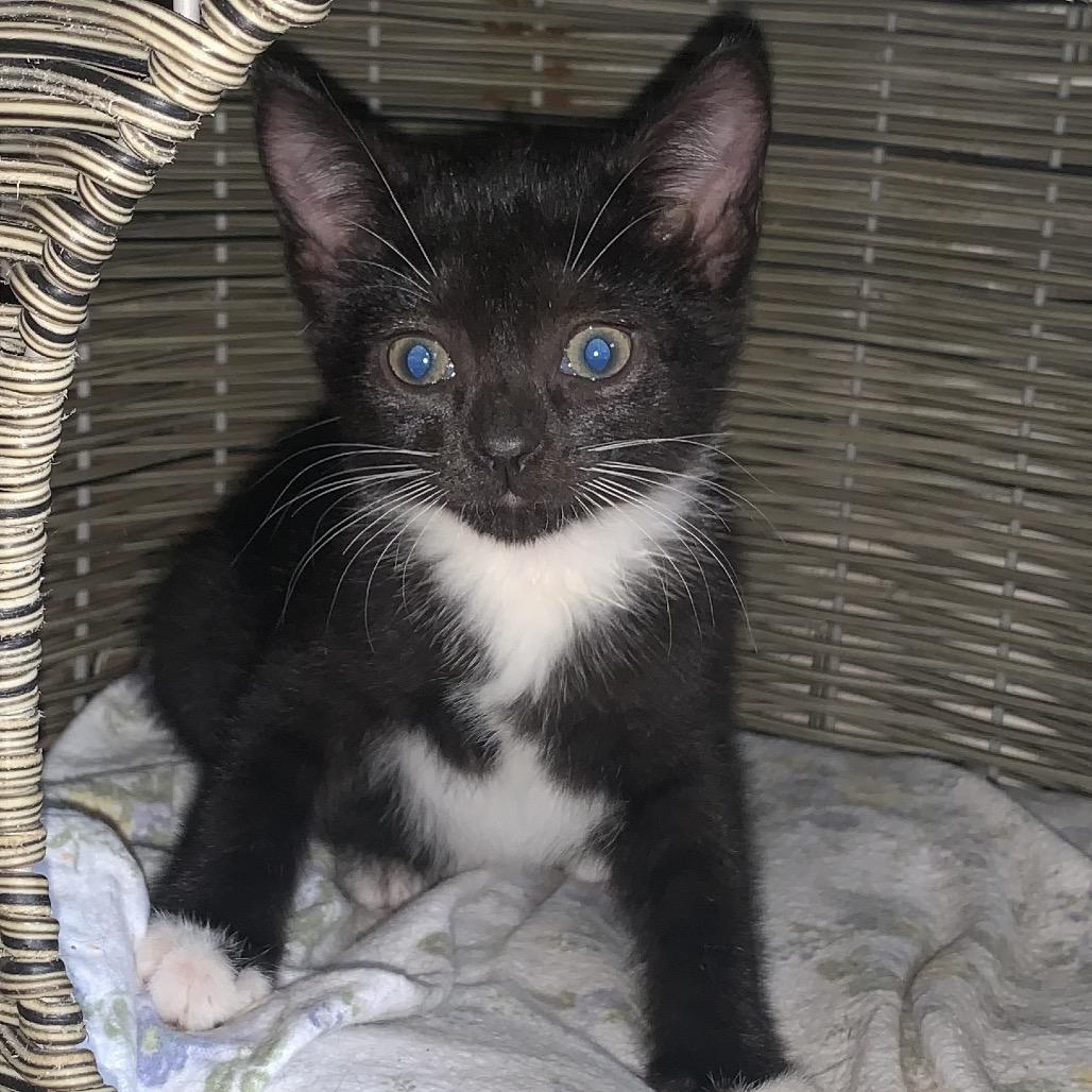 Enlarge Shitaki, a Adoptable Domestic Short Hair in Hudson, NY image 1/1