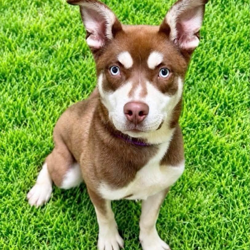 Enlarge Curry, a Adoptable mixed breed in Battle Creek, MI image 1/1
