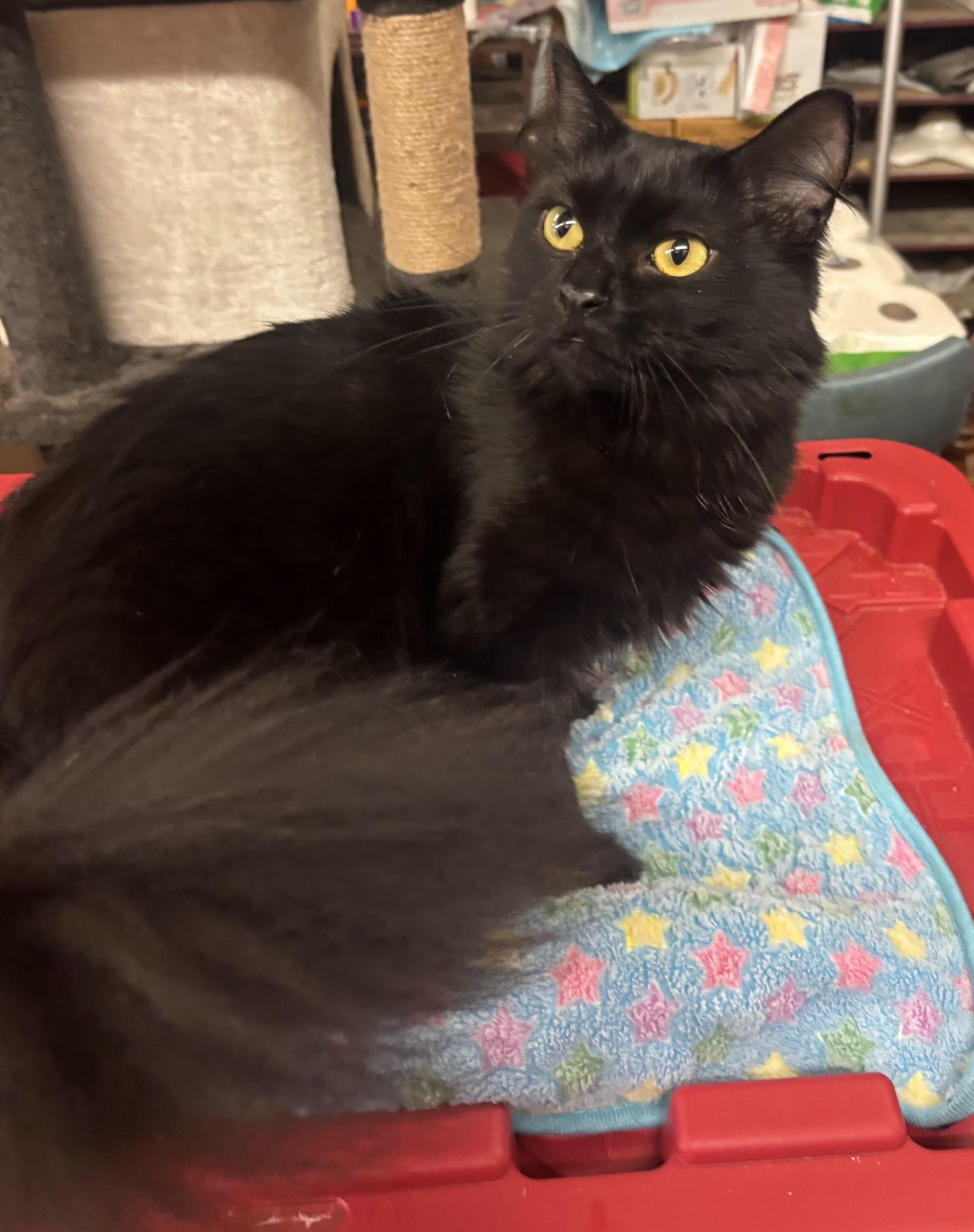Wednesday, Adoptable, Young Female Domestic Long Hair.