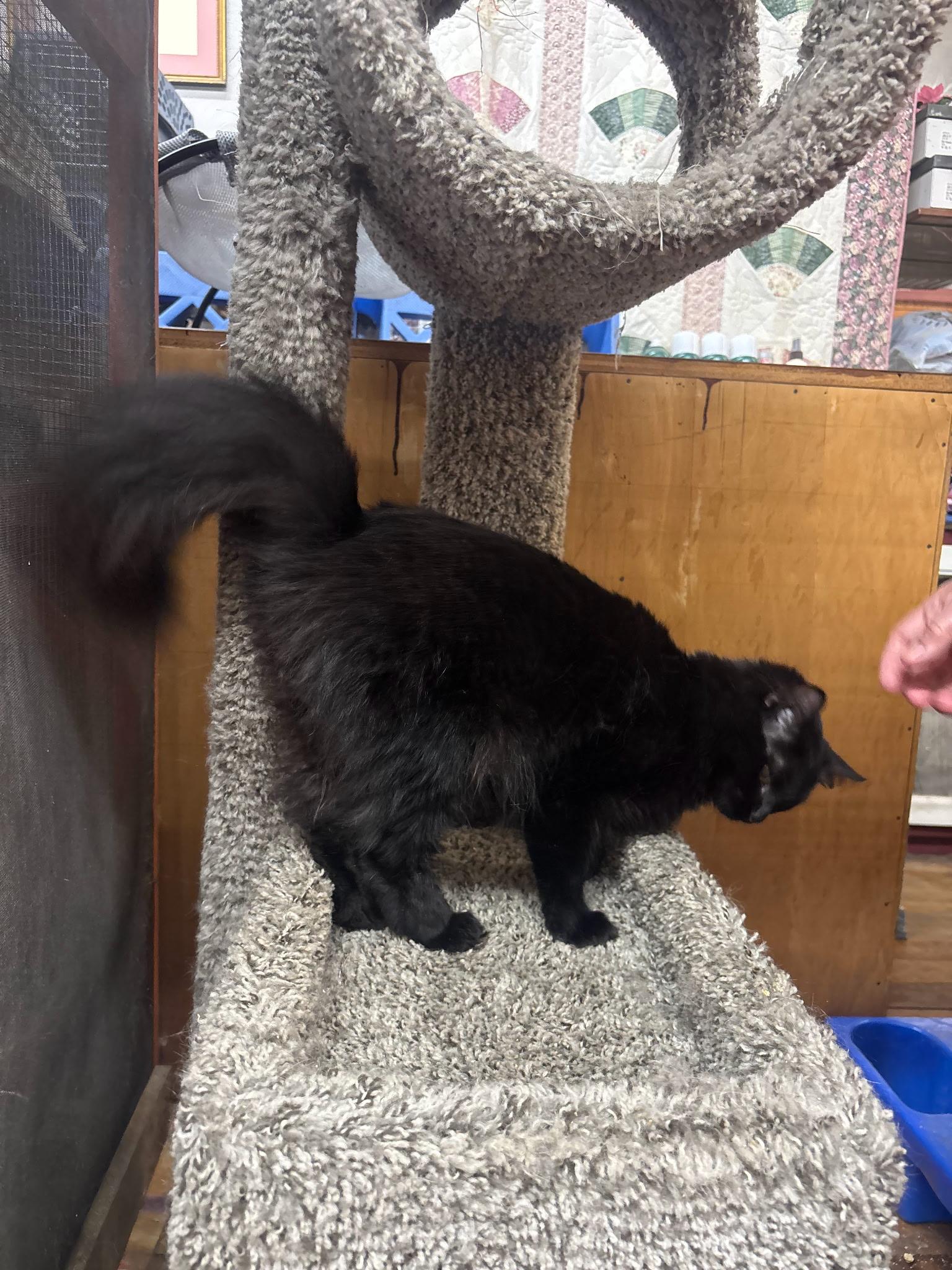 Enlarge Wednesday, a Adoptable Domestic Long Hair in Coldwater, MI image 2/3