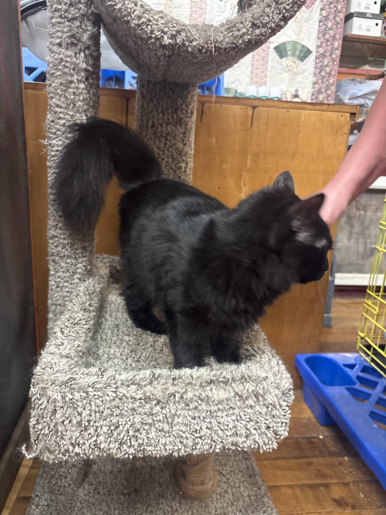 Enlarge Wednesday, a Adoptable Domestic Long Hair in Coldwater, MI image 3/3