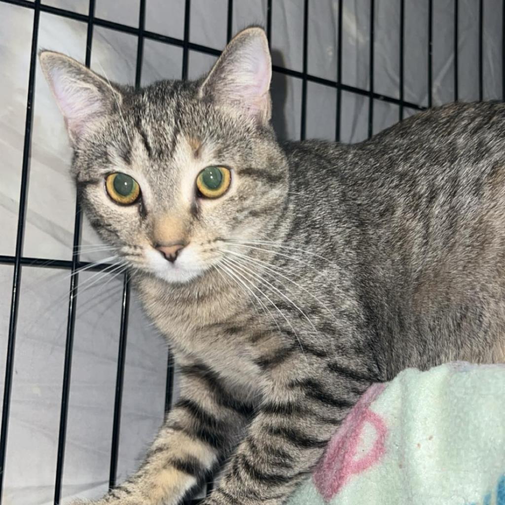Enlarge Marnie, a Adoptable Domestic Short Hair in Hinesville, GA image 1/2