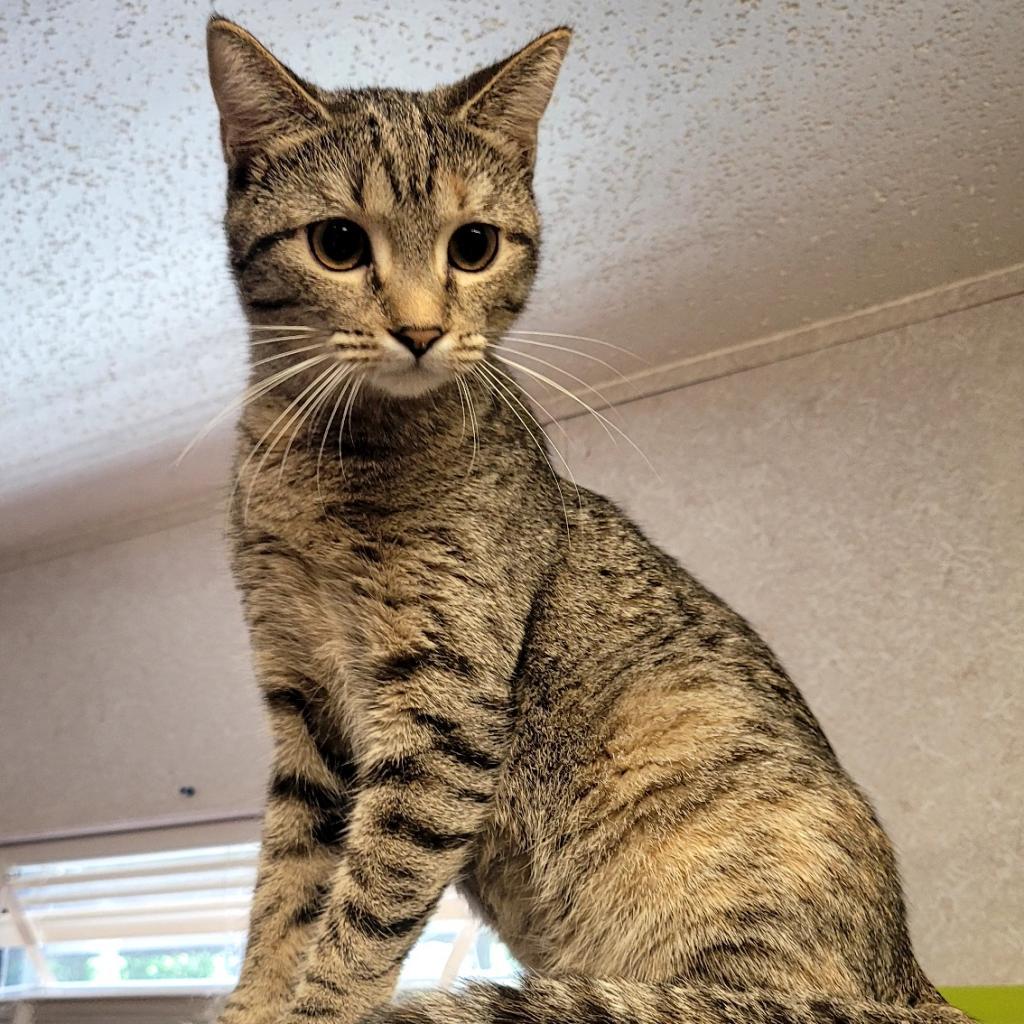 Enlarge Marnie, a Adoptable Domestic Short Hair in Hinesville, GA image 2/2