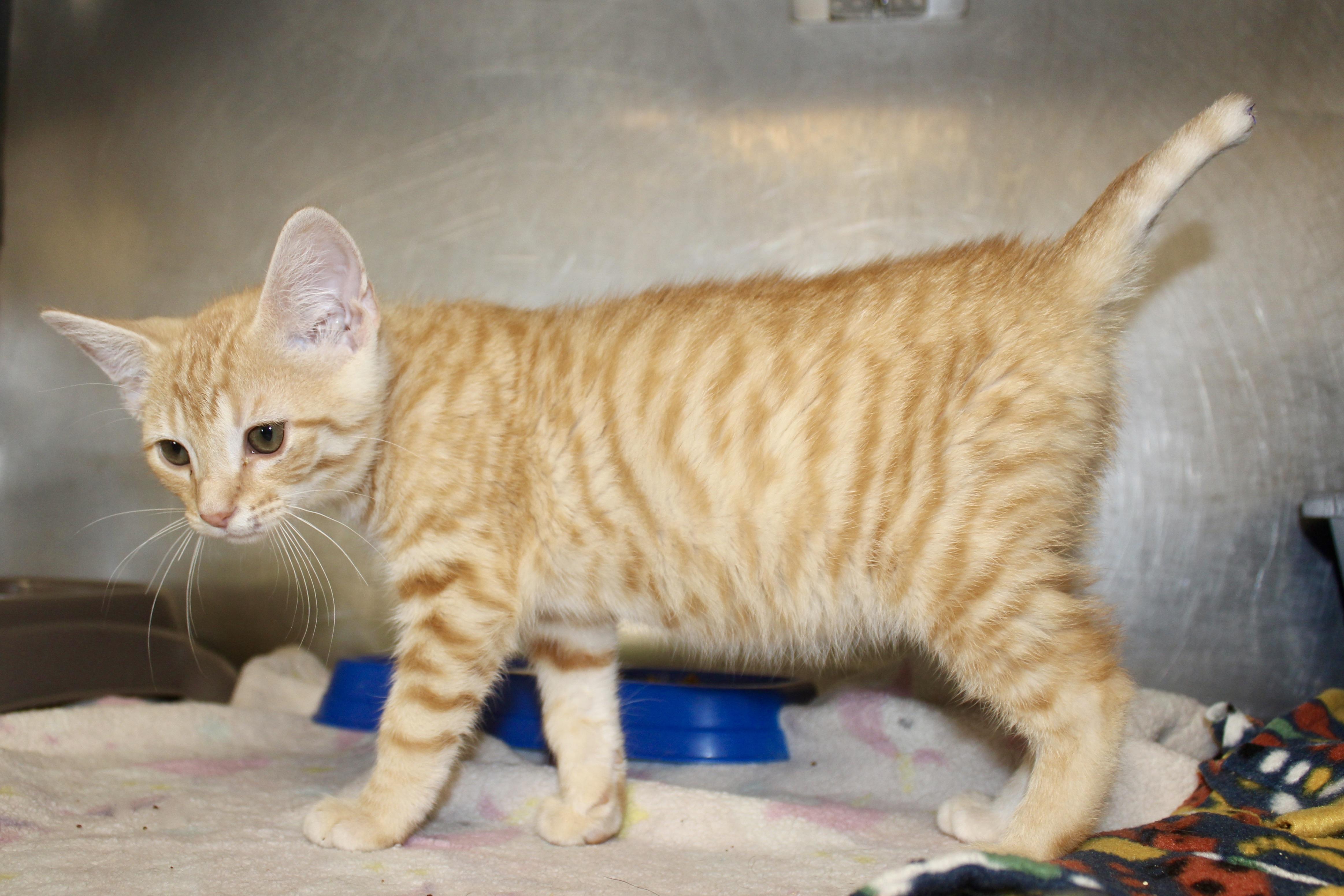TATOR TOT, adopted, Kitten Male Domestic Short Hair.