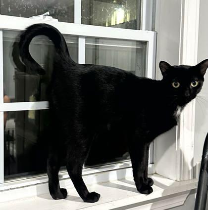 Foxtrot — thumbnail 2