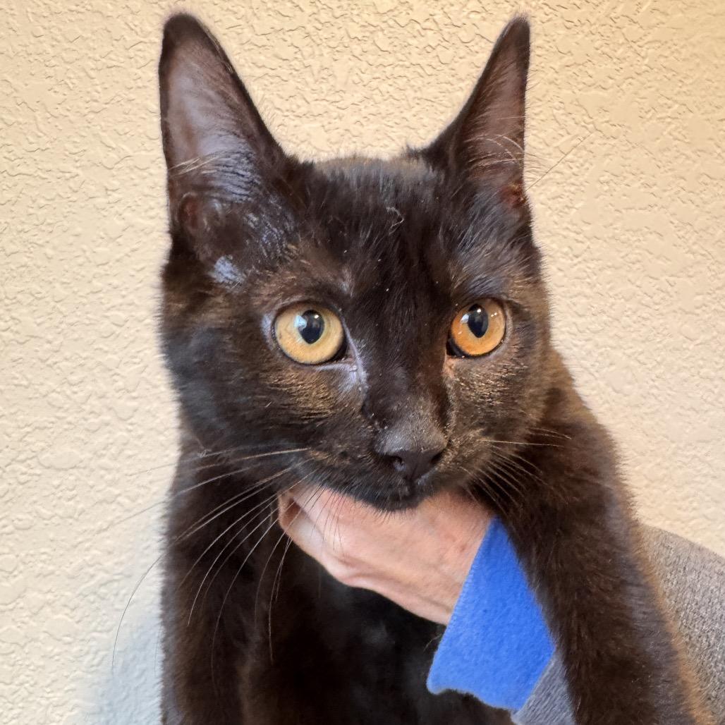 Enlarge Iris (lt purple), a Adoptable Domestic Short Hair in Talent, OR image 1/3