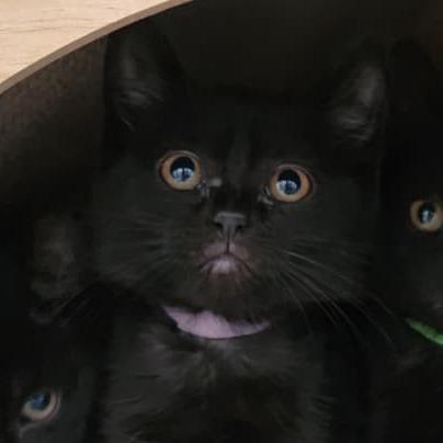 Enlarge Iris (lt purple), a Adoptable Domestic Short Hair in Talent, OR image 2/3