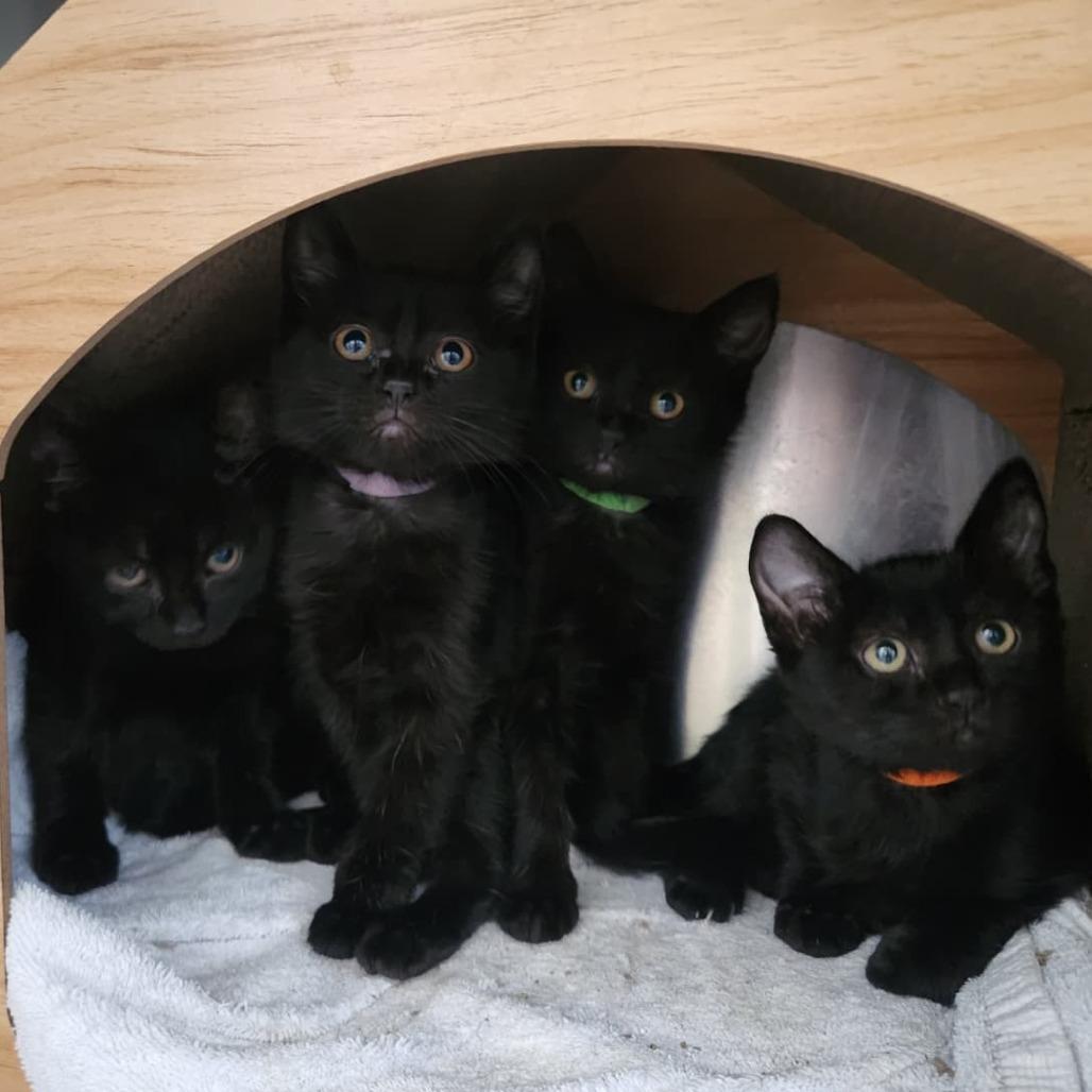 Enlarge Iris (lt purple), a Adoptable Domestic Short Hair in Talent, OR image 3/3