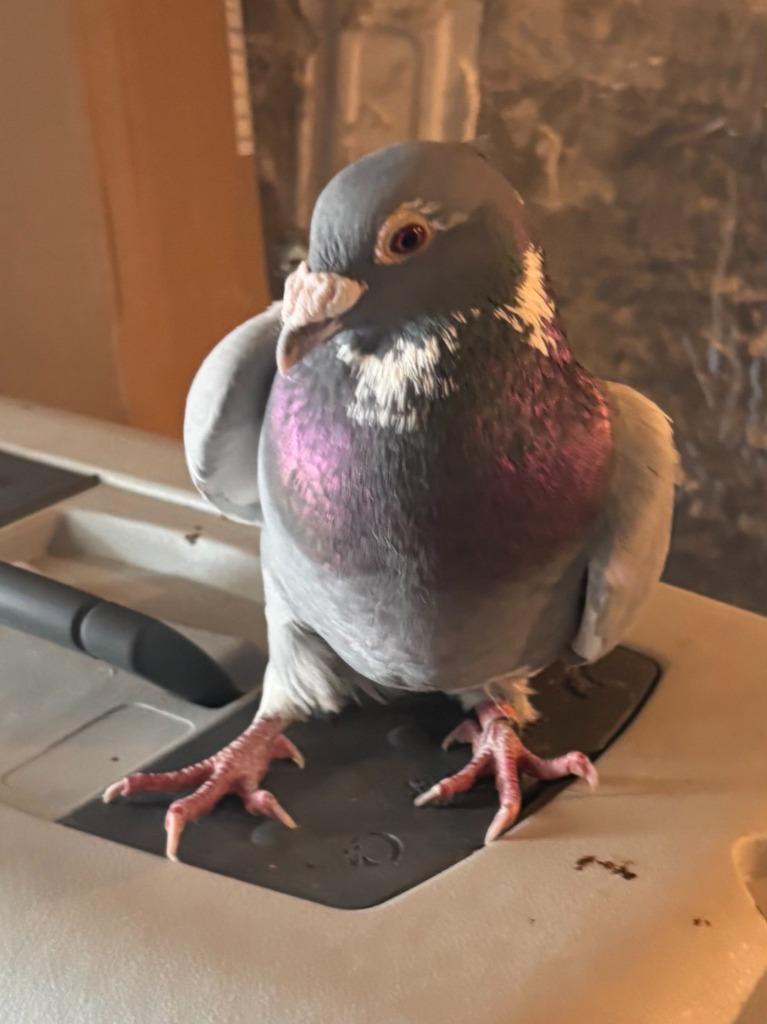 Alkie, Adoptable, Young Male Pigeon.