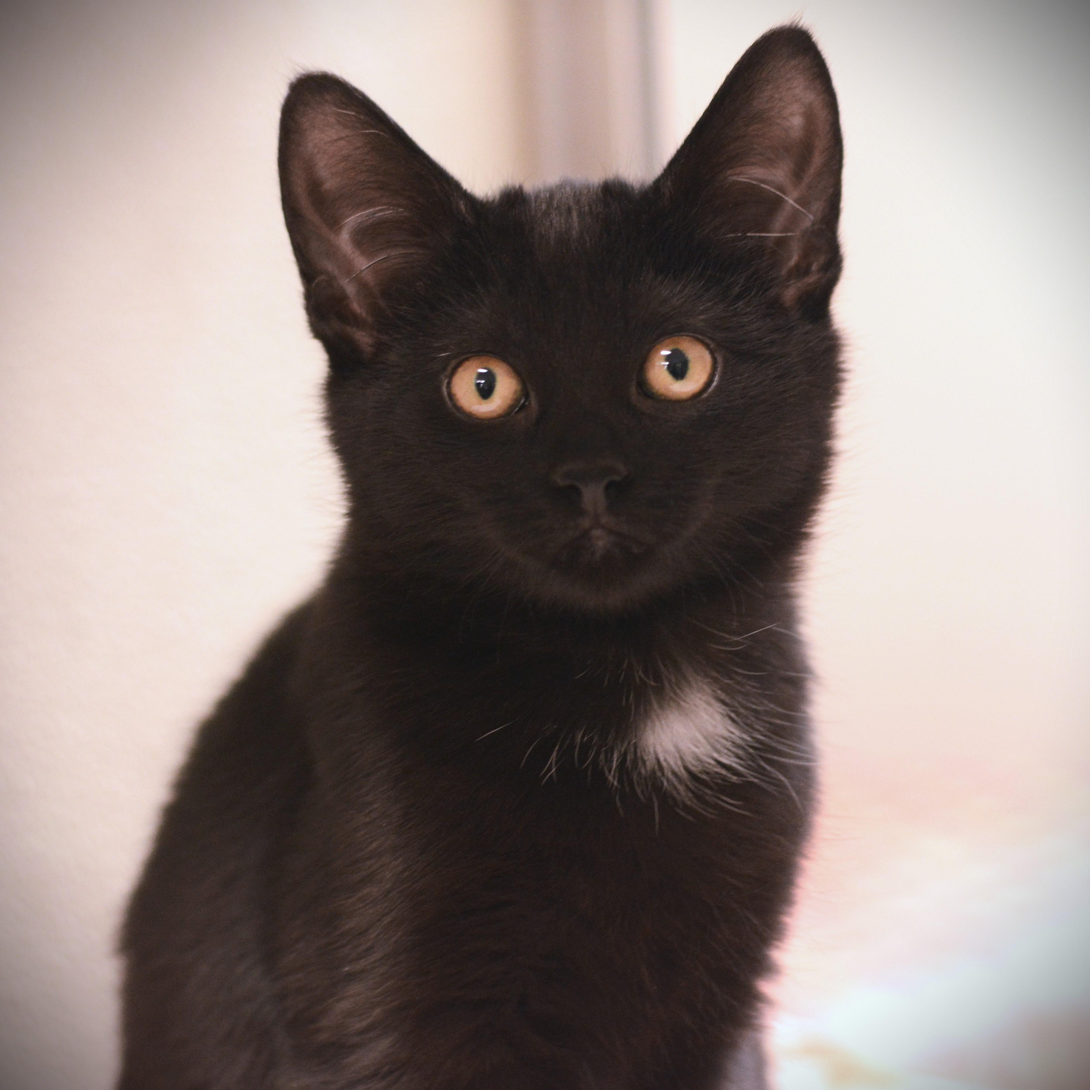 Chickadee, ADOPTABLE, Kitten Female Domestic Short Hair.