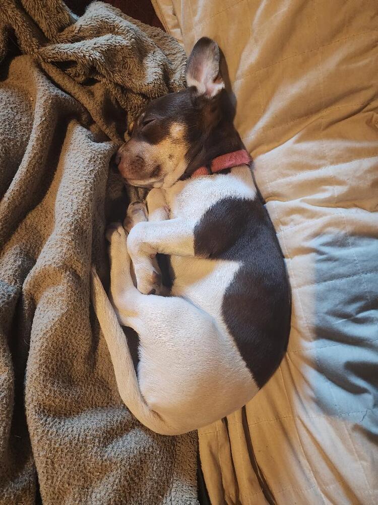 Sadie - pending adoption, Adoptable, Puppy Female Beagle & Dachshund.