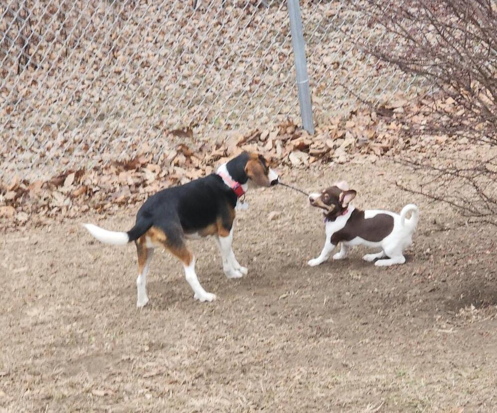 Enlarge Sadie - pending adoption, a Adoptable mixed breed in Shawnee Mission, KS image 3/6