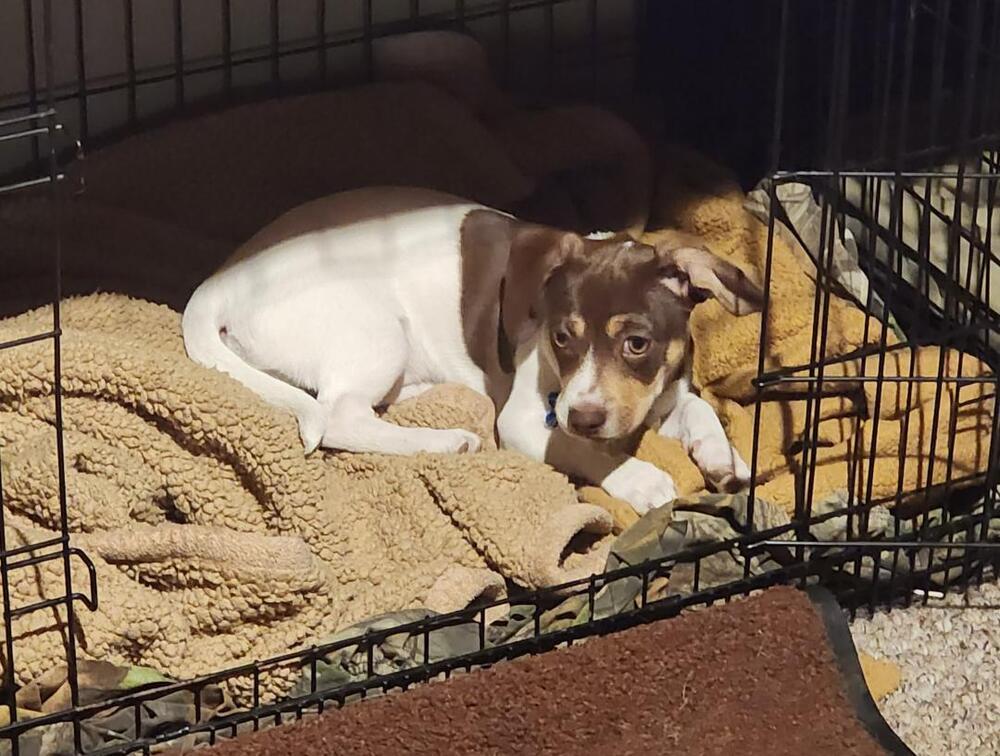 Enlarge Sadie - pending adoption, a Adoptable mixed breed in Shawnee Mission, KS image 4/6