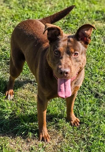 Meatloaf, a Adoptable mixed breed in Columbus, OH image 1/4
