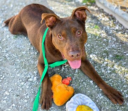 Meatloaf, a Adoptable mixed breed in Columbus, OH image 3/4