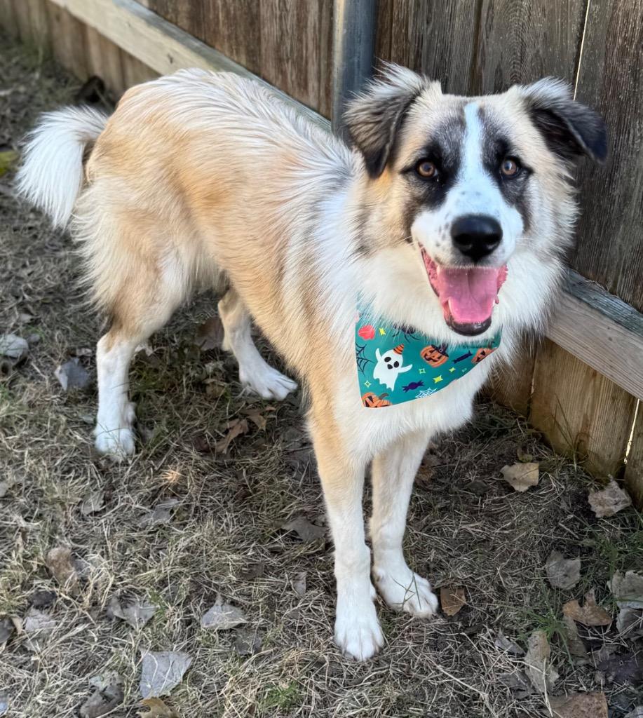 Cookie, Adoptable, Young Female Anatolian Shepherd.