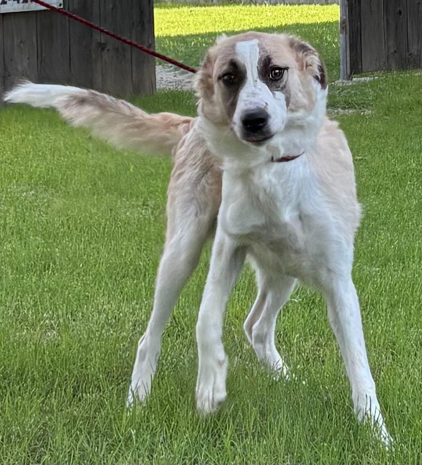 Cookie, Adoptable, Young Female Anatolian Shepherd.