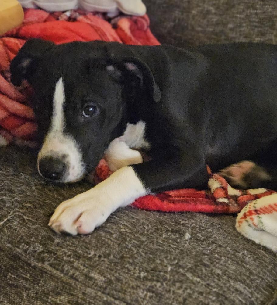 Keppel Bay, Adoptable, Puppy Male Mixed Breed.