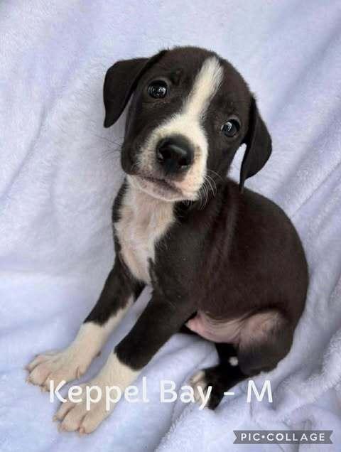 Enlarge Keppel Bay, a Adoptable mixed breed in Waunakee, WI image 1/3