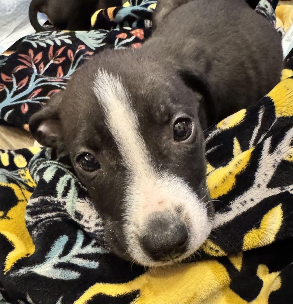 Enlarge Keppel Bay, a Adoptable mixed breed in Waunakee, WI image 2/3