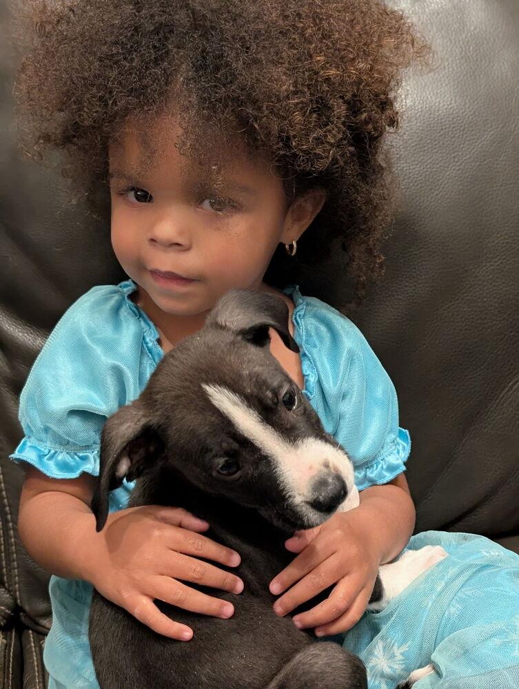 Enlarge Keppel Bay, a Adoptable mixed breed in Waunakee, WI image 3/3