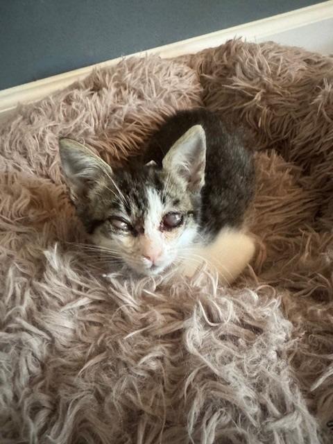 Fallon, a Adoptable Abyssinian in Dalton, GA image 2/6